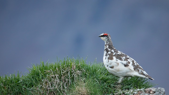 Alpenschneehuhn